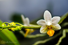 Phalaenopsis Mini Mark 'Holm'