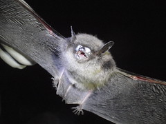 Little brown bat from Avery County with fungus on nose