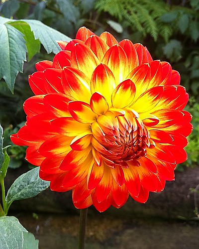 A favorite with her indoors #garden #flowers #dahlia
