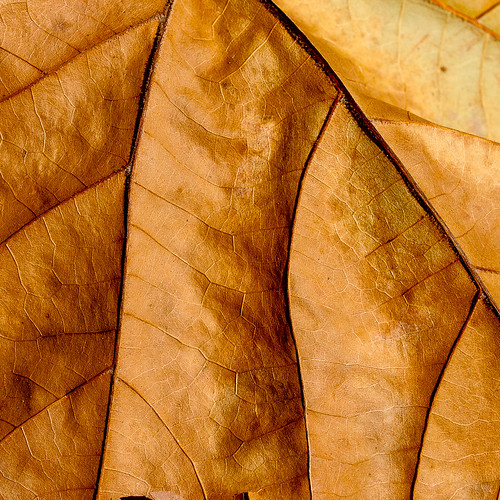 Fallen Leaf Texture