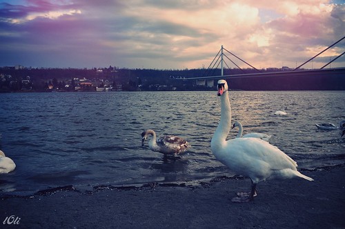 Danube and white swan