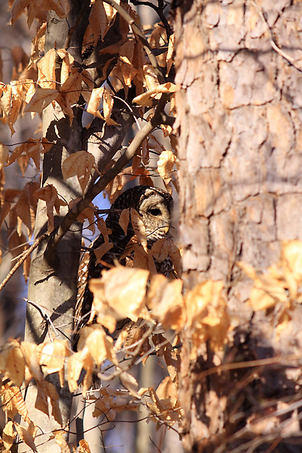 barred owl, lilly, trying to blend in