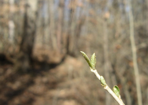 First buds of spring appearing