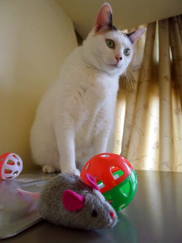阿珠家的貓－妞妞看著貓玩具
