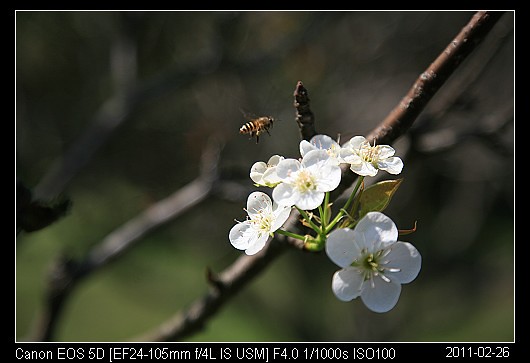 20110226F2梨花