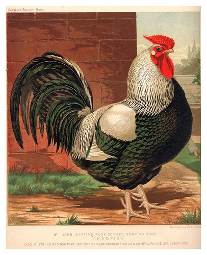 012-The illustrated book of poultry. With practical scheduals…1890-Lewis Wright