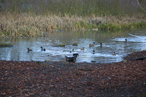 Cooper Chasing the Ducks at Hinchingbrooke Country Park