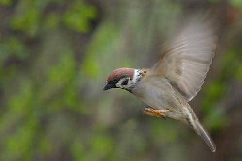 Tree Sparrow 17.3