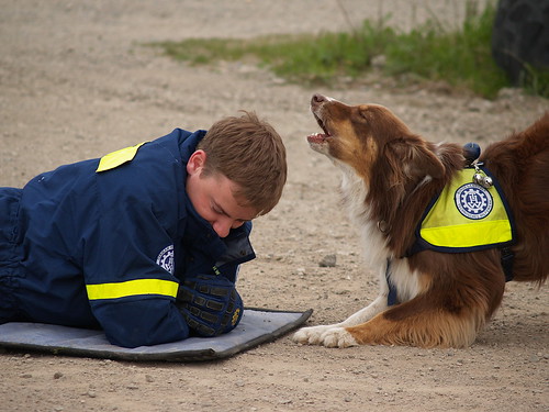 Rettungshund (Aussie) beim Training