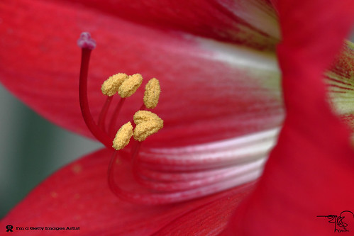 Red Lilly-MACRO-5 by ** 5 9 5 0 3 6 **