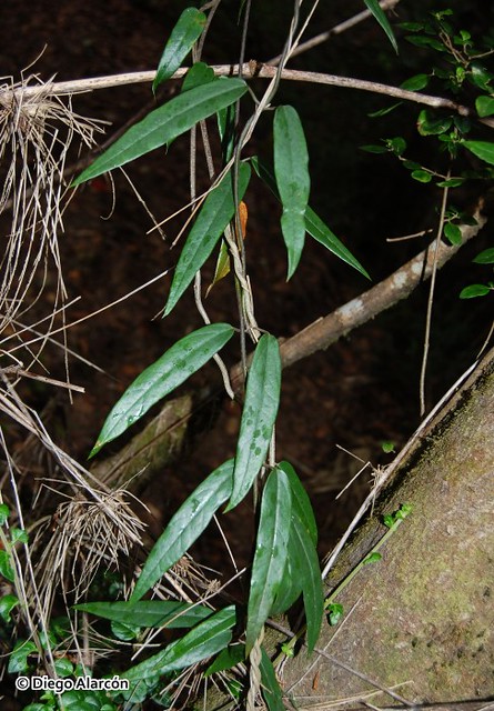 <br><br><br>Pahueldún (<i>Cynanchum pachyphyllum</i>) creciendo en el Monumento Natural Contulmo, Región de la Araucanía