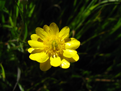 Ranunculus californica