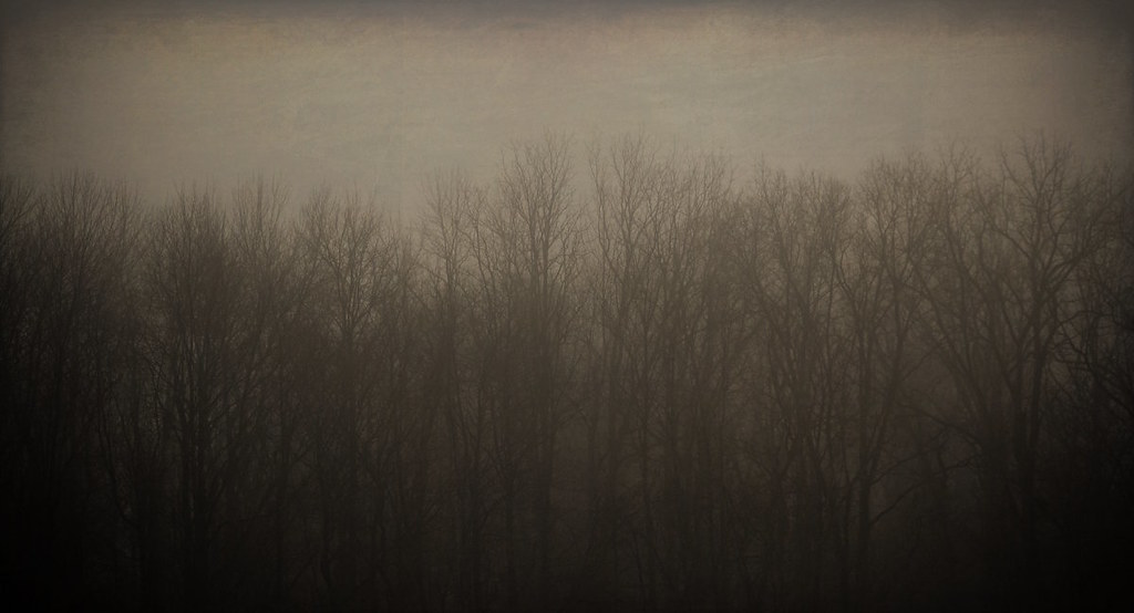 Tree Line in the Fog