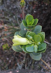Rogersonanthus quelchii (Gentianaceae)