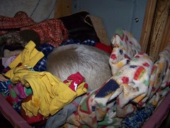 Pua sleeping in the pet basket