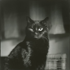 Black cat - portrait no. 1 - 7 point