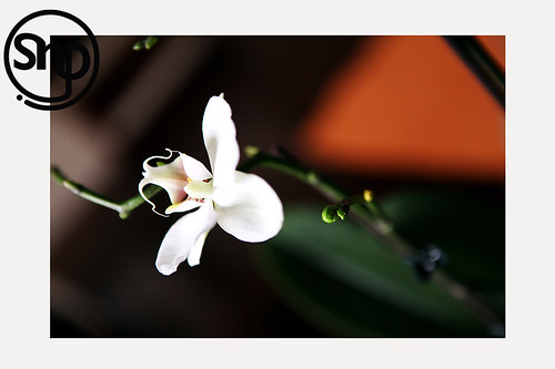 2 . orchid .
