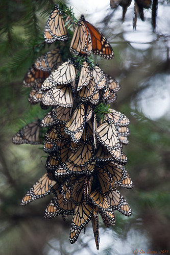 Overwintering Monarch Cluster
