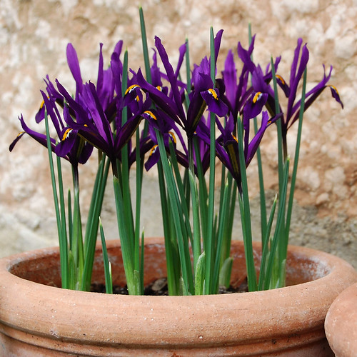 Iris reticulata "Purple Gem"