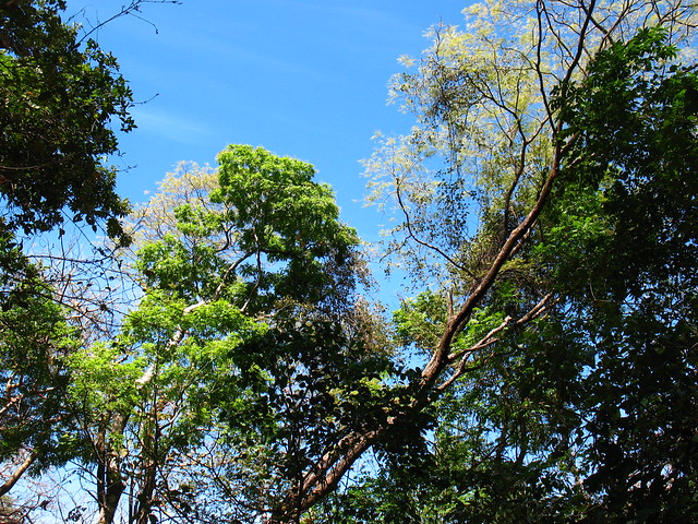 tropical dry forest in dry season