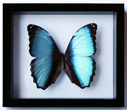 Black and Blue Butterfly Art and Gift Morpho Deidamia