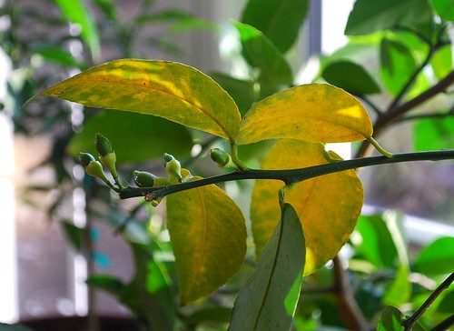 Yellowing Citrus Leaves