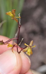Epidendrum diffusum (Orchidaceae)