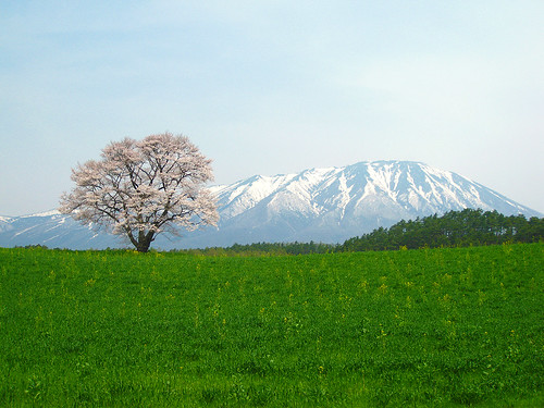 一本桜と岩手山 (A cherry tree and Mt. Iwate)