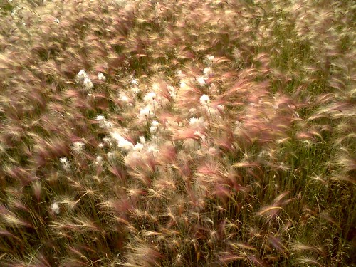 Foxtail spikelet grass - In Midnight-Sun