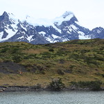 Pehoe Lake view of a guanaco and mountains