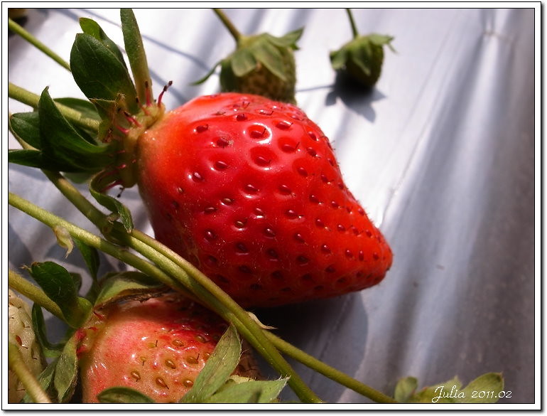 公館 草莓 (2)