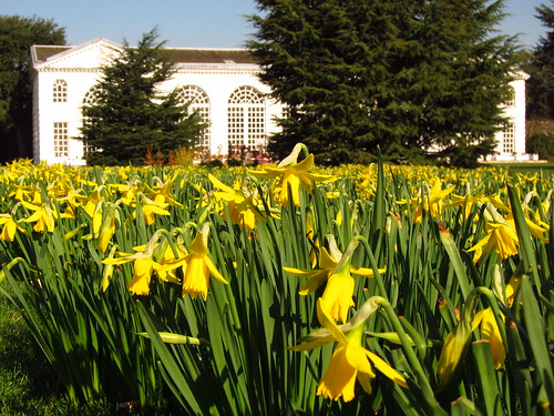 Daffodils at the Orangery, Kew Gardens