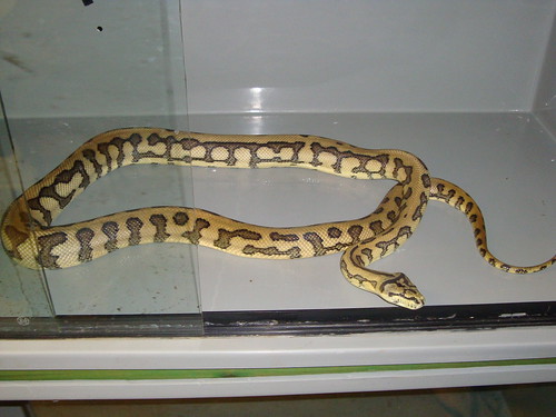Super Jaguar Carpet Python. Jaya Jaguar carpet python.
