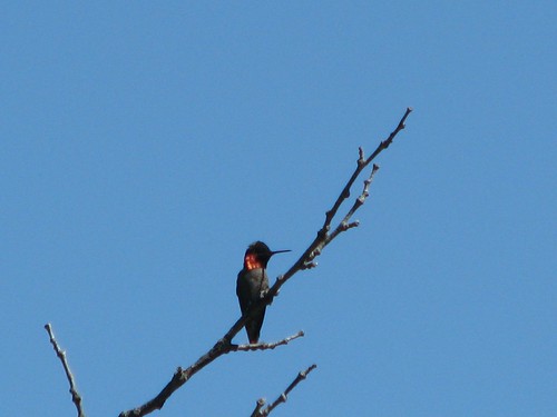 hummingbird310
