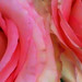 Mothers' Day Roses - 6
