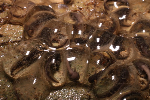 Ambystoma barbouri (streamside salamander) eggs3