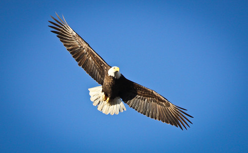Klamath Bald Eagle by toryjk