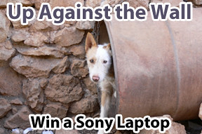 Up Against The Wall, Sony Laptop, wall systems, 