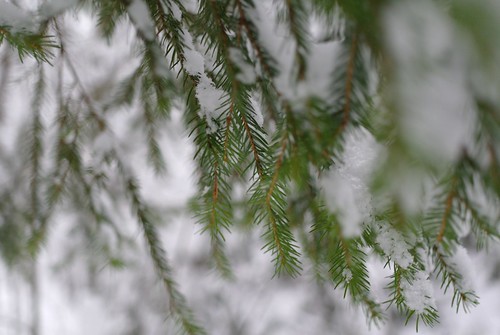 Snowy branches ©  Mikhail Kryshen