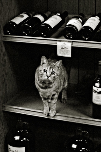 wine store cat