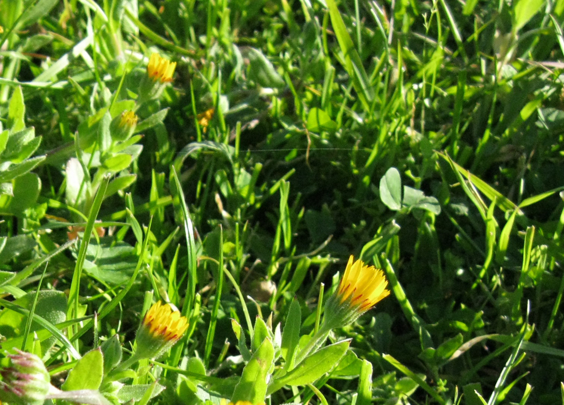 Primeiras flores // Early yellow flowers