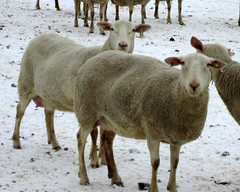 Dairy ewes
