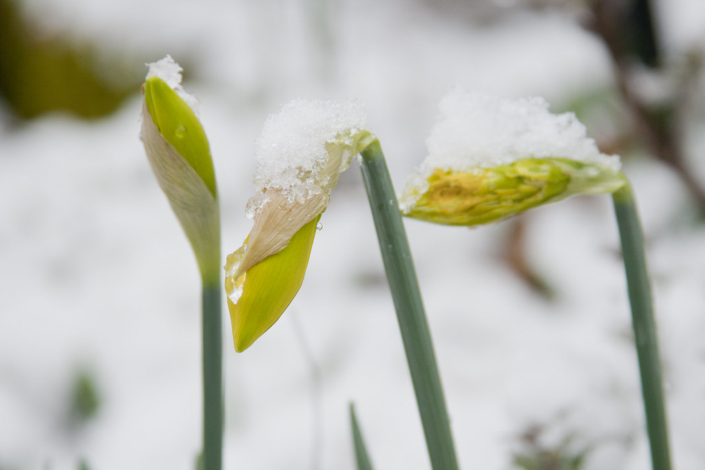 Snow on Daffodil