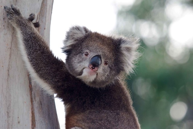 Koala Bokeh