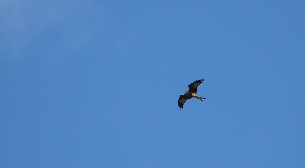 23931 - Red Kite, Pontarddulais