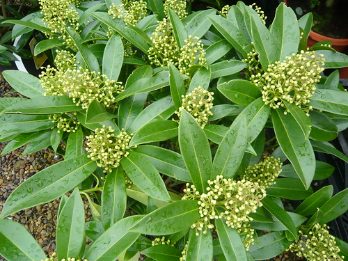 Kew Green Skimmia