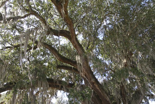 Old Oak in Charleston