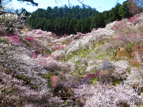 梅の公園散策 (Yoshino plum grove in Ome)