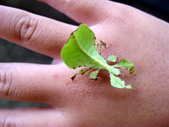 Leaf Insect by Matthew Kenwrick, on Flickr