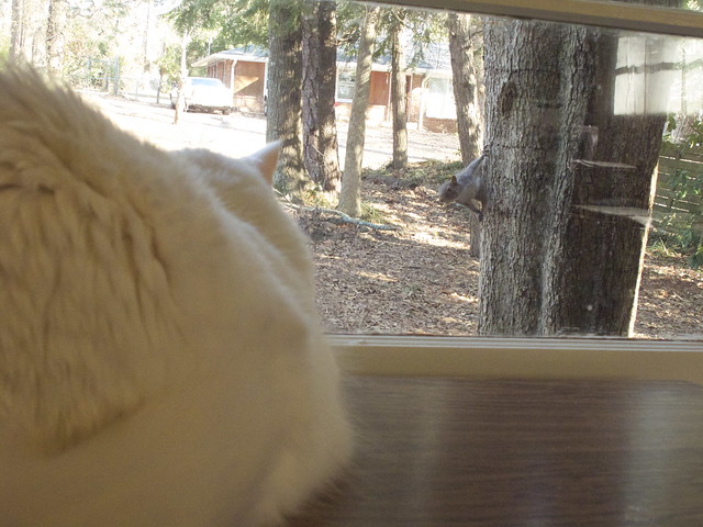 Nilla and the Squirrel 0024